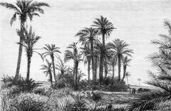 Vintage Palm Tree Naadloos fotobehang